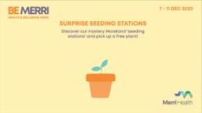 Seedling